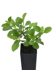 Salvia 'African Sky'