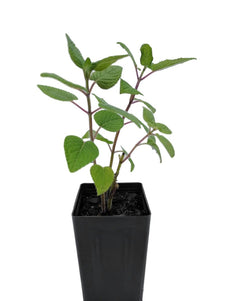 Salvia amarissima