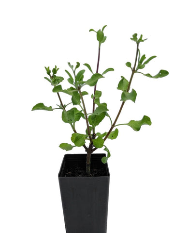 Salvia aurea