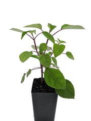 Salvia involucrata 'Bethellii'