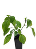 Salvia caudata young seedling with rough textured heart-shaped leaves in a black nursery pot