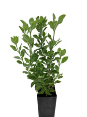 Salvia chamelaeagnea