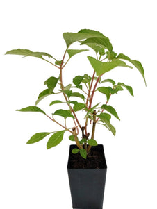 Salvia wagneriana 'Excelsa'