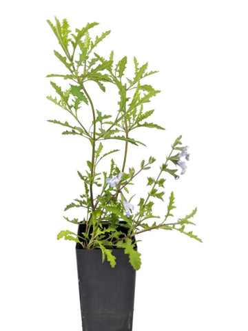 Salvia 'Finngrove'