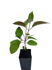 Salvia 'Follets Folly'