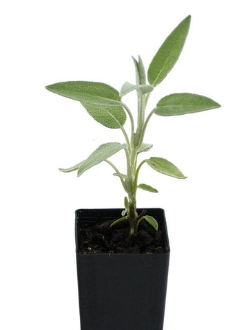 Sage - Greek Sage