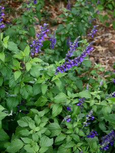 Salvia 'Indigo Spires'