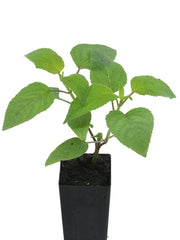 Salvia involucrata 'Joan'