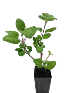 Salvia involucrata 'Ripe Raspberry'