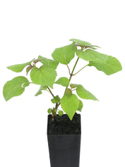 Salvia iodantha 'Pink Mink'