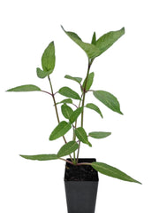 Salvia 'Magenta Magic'