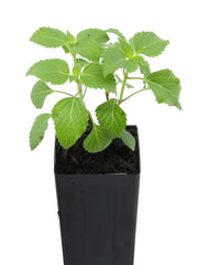 Salvia mexicana 'Limelight'