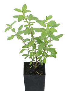 Salvia microphylla 'Baby Sage'