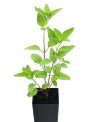 Salvia microphylla 'Maraschino'