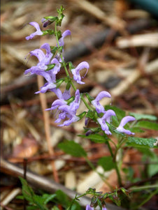 Salvia miltiorrhiza 'Red Rooted Sage'