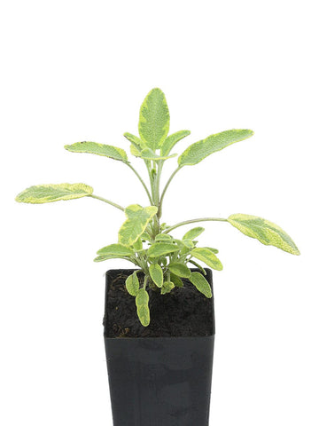 Salvia officinalis 'Icterina' 'Golden Sage'