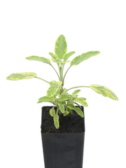 Salvia officinalis 'Icterina' 'Golden Sage'