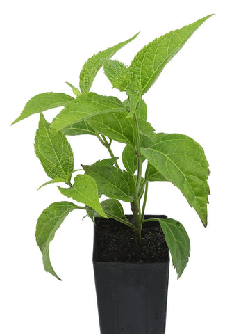 Salvia oxyphora