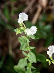 Salvia microphylla 'Peg'