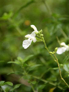 Salvia microphylla 'Peg'