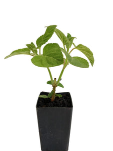 Salvia puberula