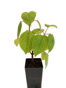 Salvia purpurea
