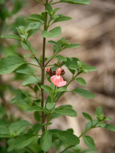 Salvia microphylla 'Ribambelle'