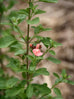 Salvia microphylla &