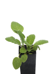 Salvia sclarea 'Clary Sage'