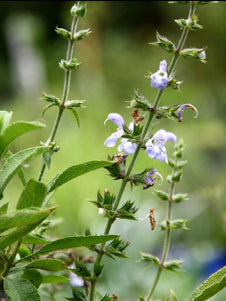 Salvia somalensis