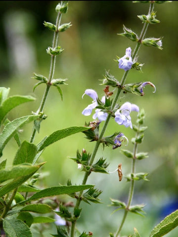 Salvia somalensis