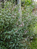 Salvia waverley