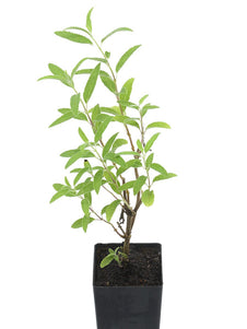 Salvia x westerae