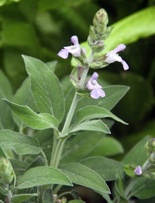 Salvia fruiticosa 'Greek Skies'