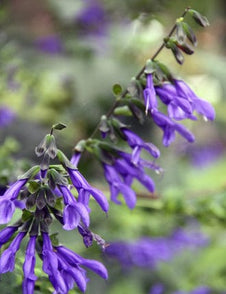 Salvia guaranitica 'Tequila'