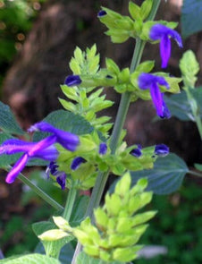 Salvia mexicana 'Limelight'