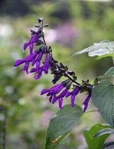 Salvia 'Purple Majesty'