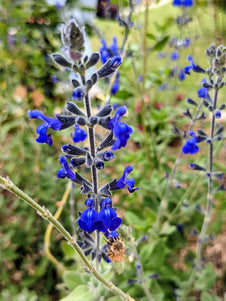 Salvia 'Marine Blue' Flower