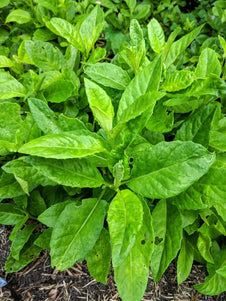 Sambung Nyawa growing in the garden