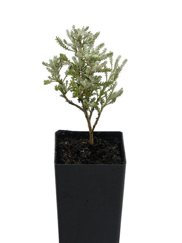 Santolina Grey