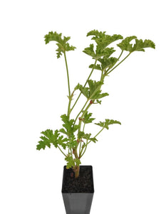 Scented Geranium Scarlet Pet