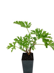 Scented Geranium Citronella