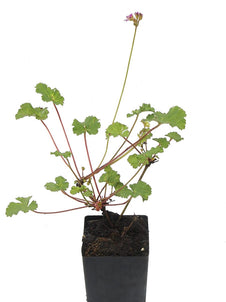 Scented Geranium Coconut