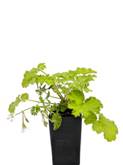 Scented Geranium Green Apple