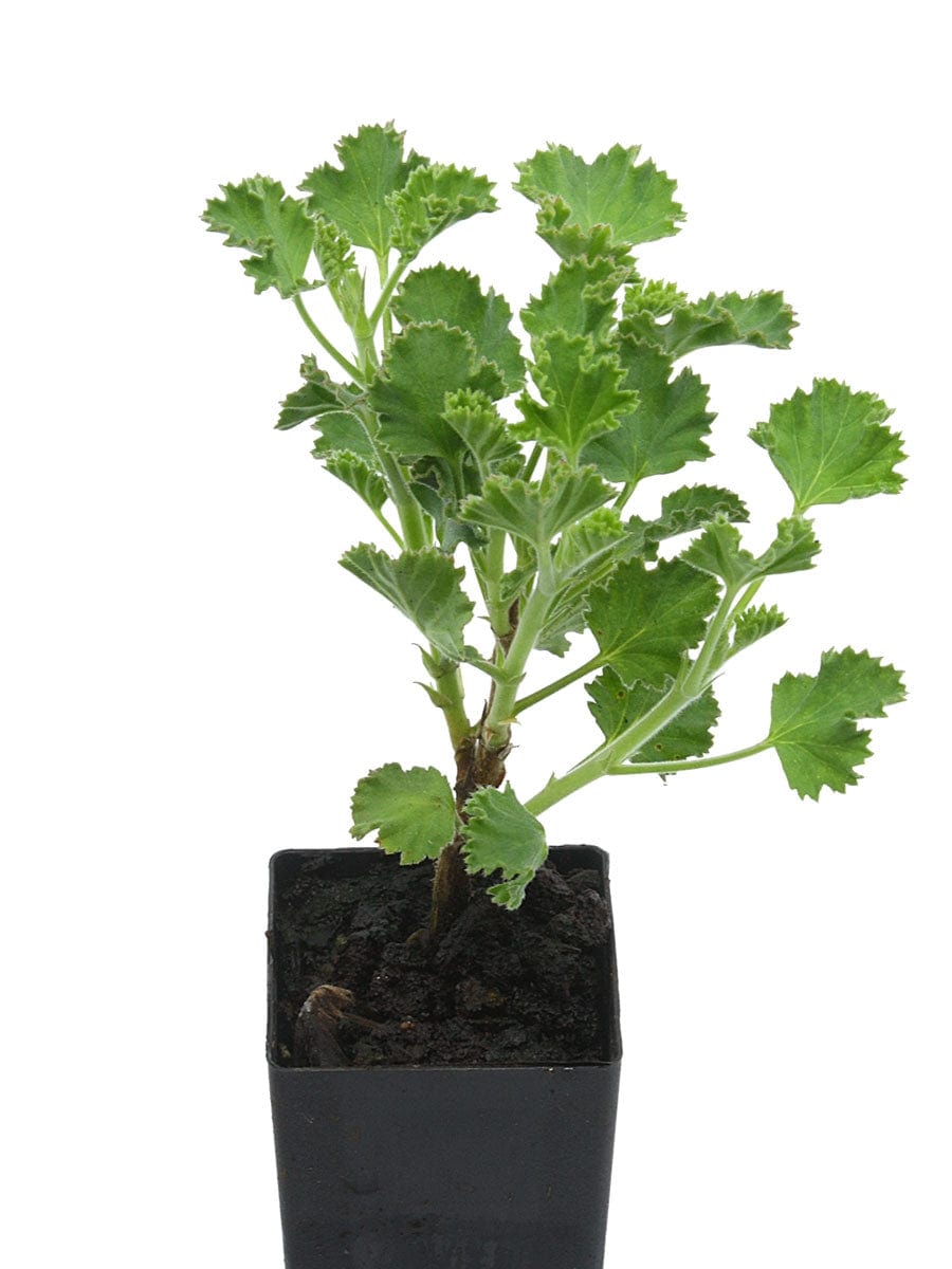 Organic Scented Geranium Lime Plant - Mudbrick Herb Cottage