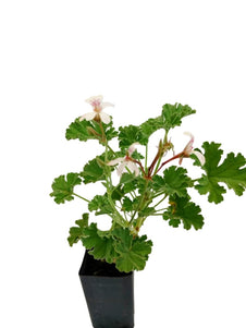 Scented Geranium Nutmeg