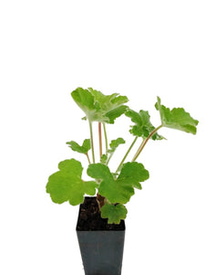 Scented Geranium Peppermint