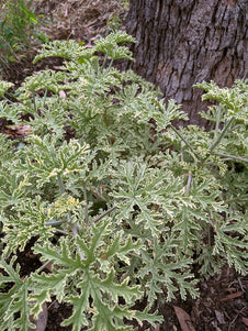 Scented Geranium Variegated Mint Rose