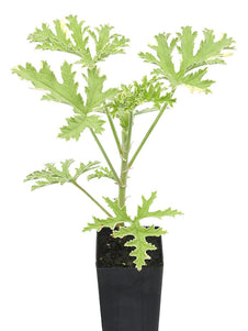 Scented Geranium Variegated Mint Rose