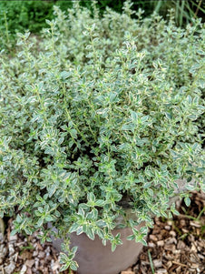 Thyme - Silver Posie Thyme